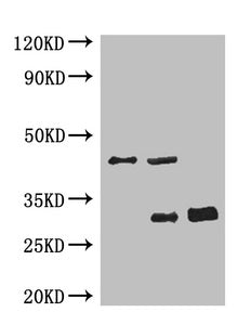 GFP Monoclonal Antibody