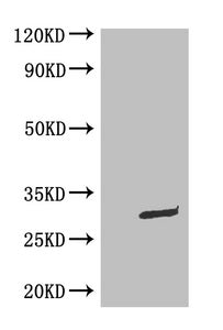GFP Monoclonal Antibody
