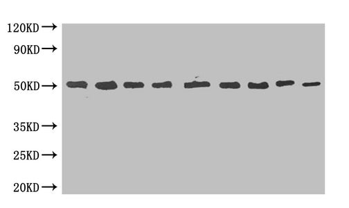 MBP Monoclonal Antibody