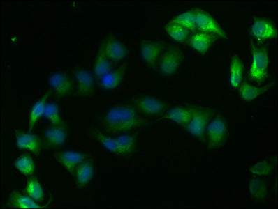 GAPDH Monoclonal Antibody