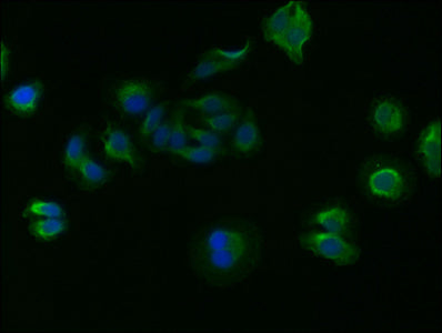 GAPDH Monoclonal Antibody