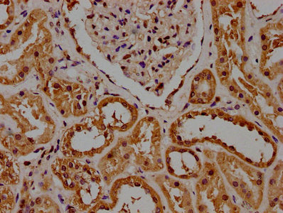 GAPDH Monoclonal Antibody