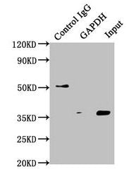 GAPDH Monoclonal Antibody