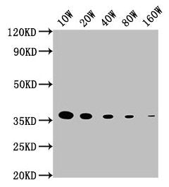 GAPDH Monoclonal Antibody