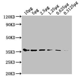 GAPDH Monoclonal Antibody