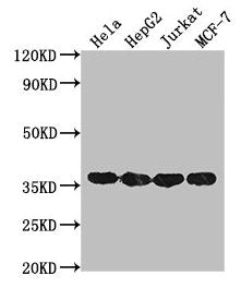 GAPDH Monoclonal Antibody
