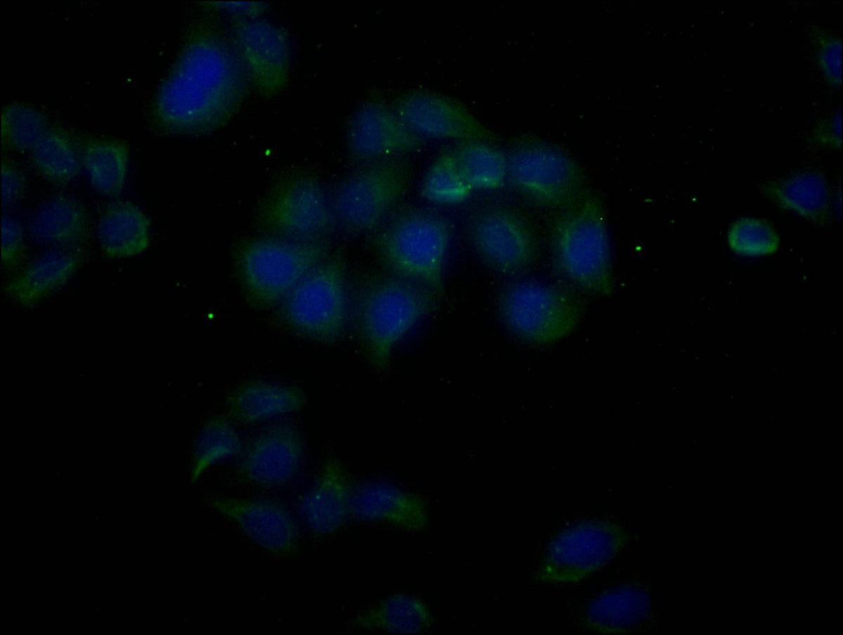 ACTB Monoclonal Antibody