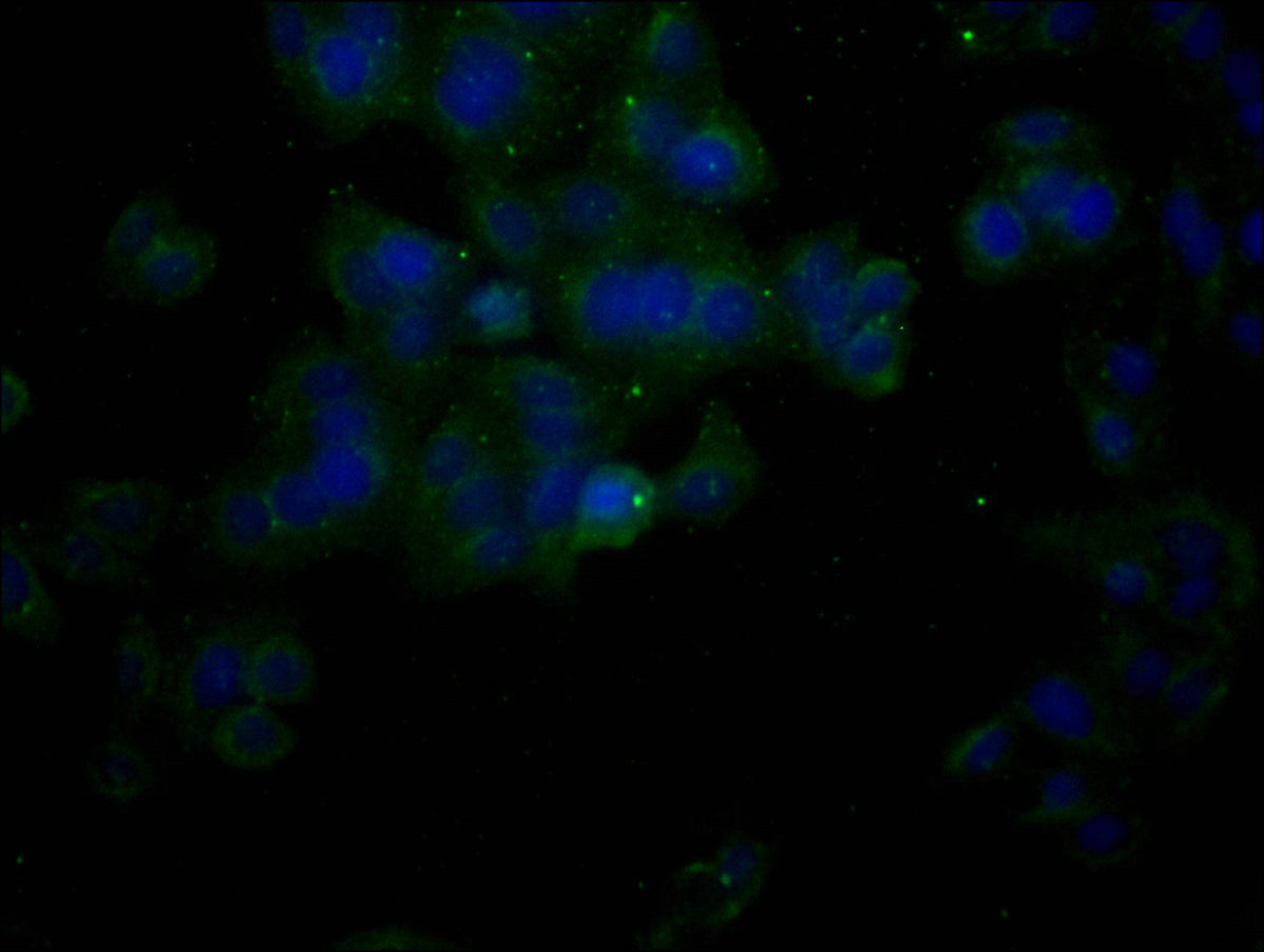ACTB Monoclonal Antibody