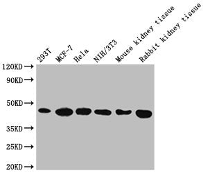 ACTB Monoclonal Antibody