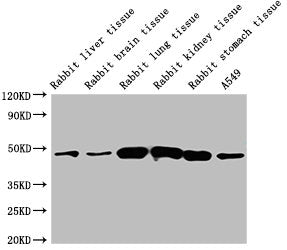 ACTB Monoclonal Antibody