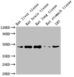 ACTB Monoclonal Antibody