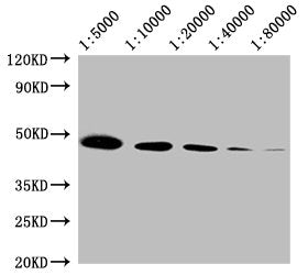 ACTB Monoclonal Antibody