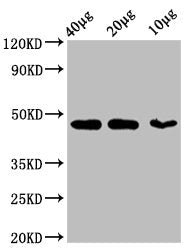 ACTB Monoclonal Antibody