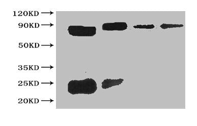 Sumo tag Monoclonal Antibody