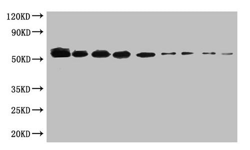 Sumo tag Monoclonal Antibody