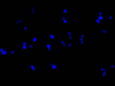 HA-Tag Monoclonal Antibody