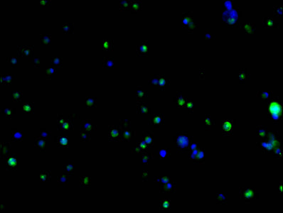 HA-Tag Monoclonal Antibody