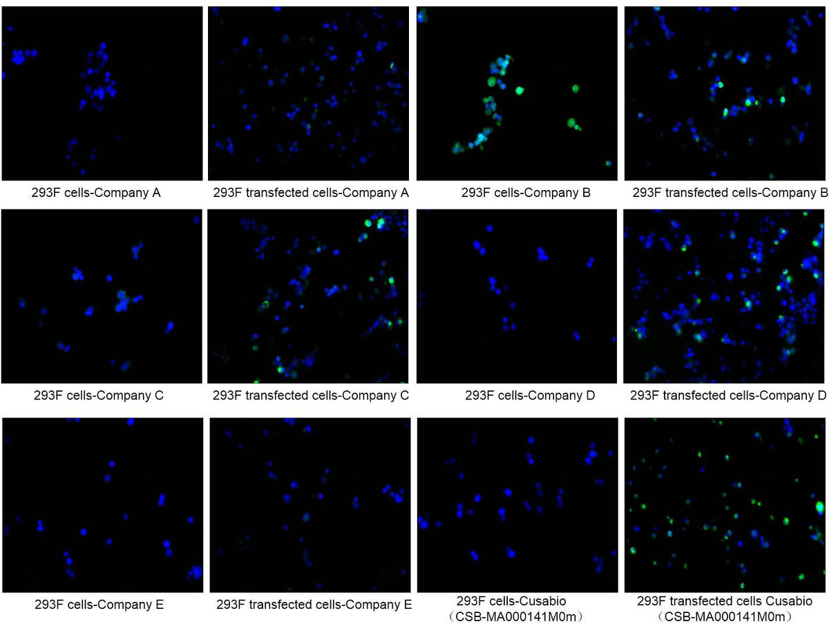 HA-Tag Monoclonal Antibody