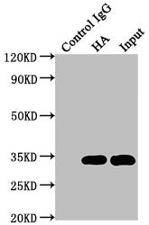 HA-Tag Monoclonal Antibody