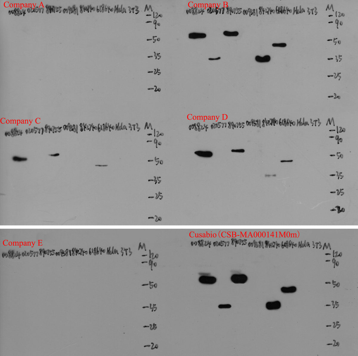 HA-Tag Monoclonal Antibody