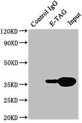 E-Tag Monoclonal Antibody
