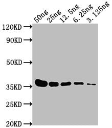 E-Tag Monoclonal Antibody
