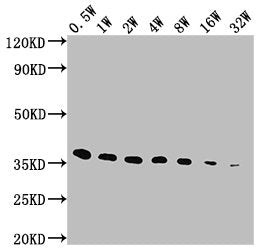 E-Tag Monoclonal Antibody