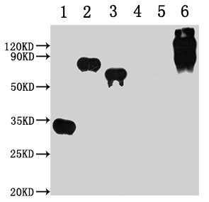 E-Tag Monoclonal Antibody