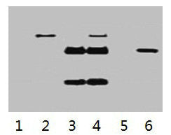 Flag-Tag Monoclonal Antibody