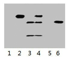 Myc-Tag Monoclonal Antibody