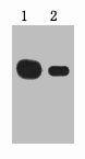 Myc-Tag Monoclonal Antibody