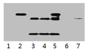 HA-Tag Monoclonal Antibody