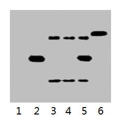 His-Tag Monoclonal Antibody