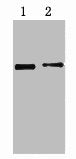 His-Tag Monoclonal Antibody