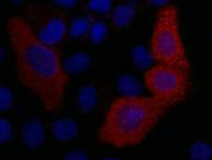 VSV-G-Tag Monoclonal Antibody