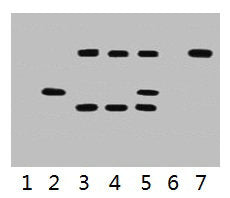 VSV-G-Tag Monoclonal Antibody