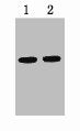 VSV-G-Tag Monoclonal Antibody
