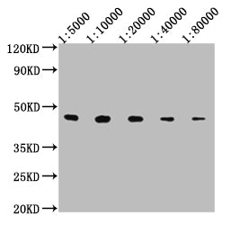V5-Tag Monoclonal Antibody