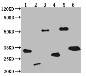 V5-Tag Monoclonal Antibody