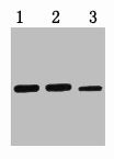 MBP-Tag Monoclonal Antibody