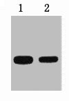 GFP-Tag Monoclonal Antibody