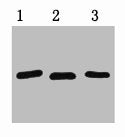 RFP-Tag Monoclonal Antibody