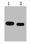 E2-Tag Monoclonal Antibody