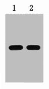 HSV-Tag Monoclonal Antibody