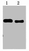Trx-Tag Monoclonal Antibody