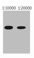 His-Tag Monoclonal Antibody