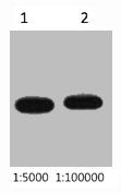 Myc-Tag Monoclonal Antibody