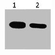 CBP Tag Monoclonal Antibody
