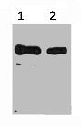 His-Tag Monoclonal Antibody
