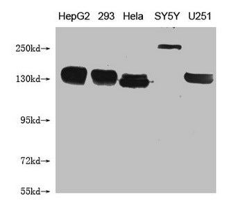ABCB1 Monoclonal Antibody